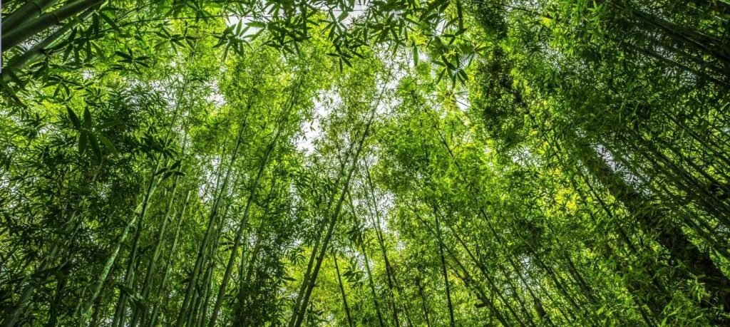 Panduan Berlibur ke Hutan Bambu Lumajang: Lokasi, Harga Tiket dan Tips