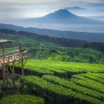 Kebun Teh Gucialit: Lokasi, Daya Tarik, dan Harga Tiket Masuk