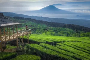 Kebun Teh Kertowono Gucialit Lumajang