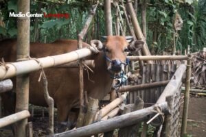 Tips Agar Sapi Tidak Dicuri, Amankan Sekarang?