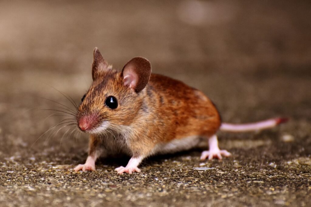 Pembasmi Tikus Rumah, Coba dan Rasakan Hasilnya!