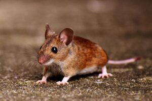 Pembasmi Tikus Rumah, Coba dan Rasakan Hasilnya!