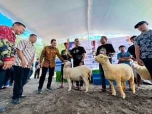 Serunya Konten Domba di Lumajang!