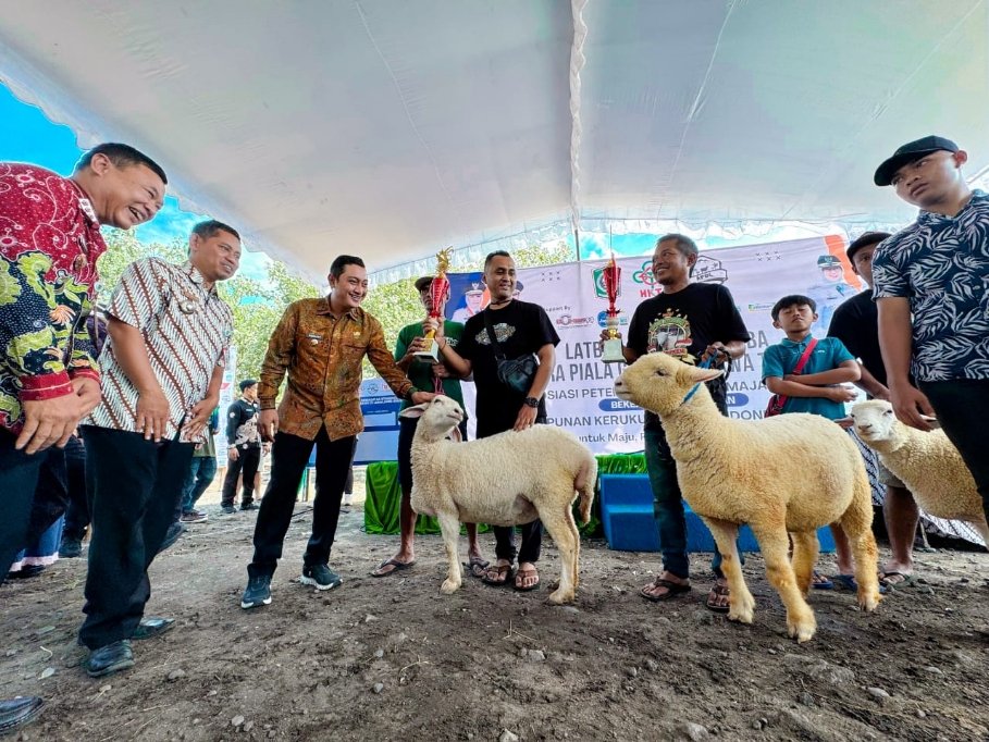 Serunya Konten Domba di Lumajang!