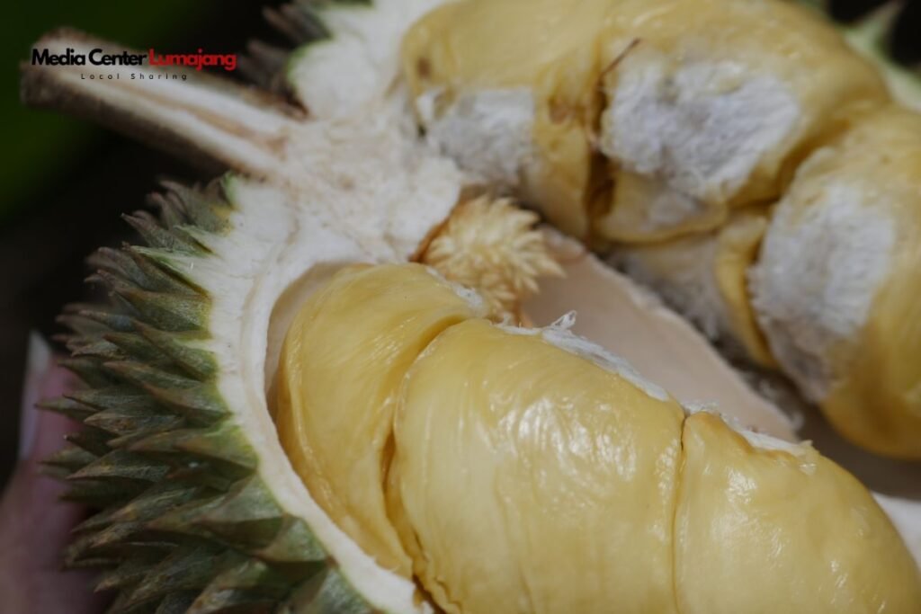 Kenalan dengan Durian Kembang Lumajang, Sudah Coba?