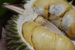 Kenalan dengan Durian Kembang Lumajang, Sudah Coba?