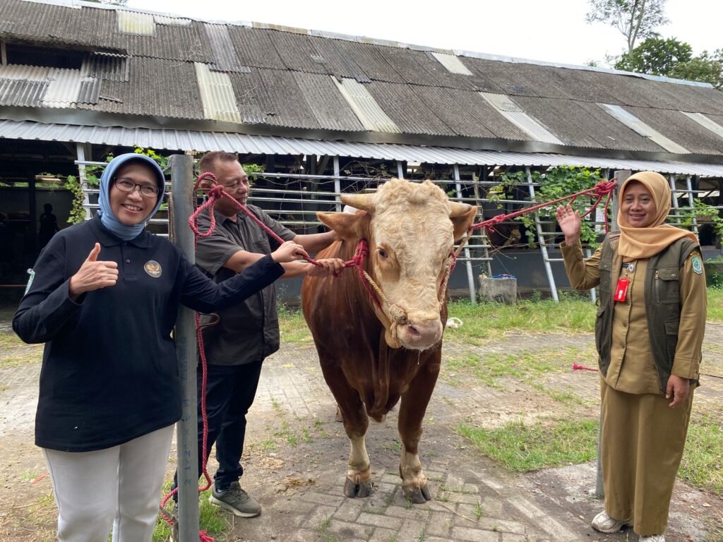 Kenalan dengan Si Gemoy, Sapi 880 Kg dari Presiden Prabowo untuk Warga Lumajang!