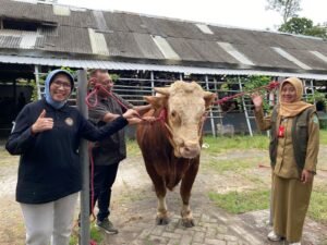 Kenalan dengan Si Gemoy, Sapi 880 Kg dari Presiden Prabowo untuk Warga Lumajang!