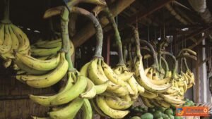 Pisang agung Lumajang