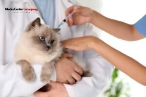 Ayo Merapat! DKPP Lumajang Gelar Vaksinasi Rabies Gratis