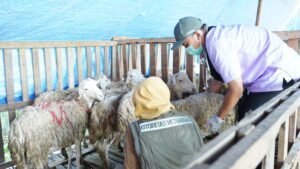 Jelang Iduladha, Dinas Ketahanan Pangan Lumajang Cek Kesehatan Hewan Kurban di Sejumlah Lapak
