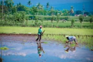 Pemkab Lumajang Lindungi Petani Lewat Program Asuransi Usahatani, 1.000 Hektare Lahan Padi Dicover