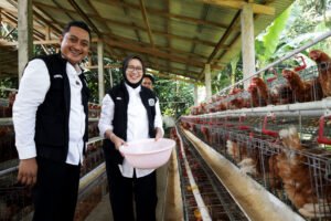 Peternakan Ayam dan Puyuh Desa Buwek Jadi Embrio Koperasi Merah Putih Lumajang