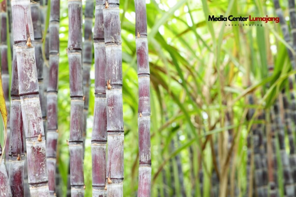 Tebu dan Pisang Jadi Komoditas Pertanian Andalan di Lumajang
