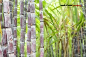 Tebu dan Pisang Jadi Komoditas Pertanian Andalan di Lumajang