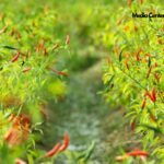 Antisipasi Kelangkaan Kemarau, Pemkab Lumajang Siapkan Skema Kerja Sama Antardaerah Komoditas Hortikultura