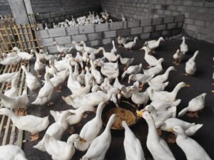 BUMDes Srikandi Kembangkan Usaha Peternakan Bebek Petelur