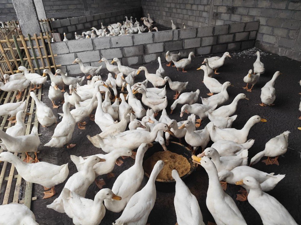 BUMDes Srikandi Kembangkan Usaha Peternakan Bebek Petelur