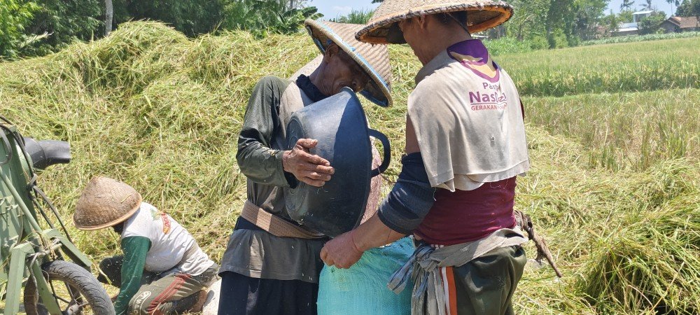 Harga Gabah di Rowokangkung Lumajang Naik, Petani Sumringah
