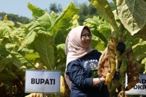 Bupati Lumajang Hadiri Panen Perdana Tembakau di Tempeh Tengah