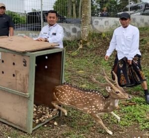 Selamat Datang di Lumajang Rusa Totol Hibah Istana Bogor!
