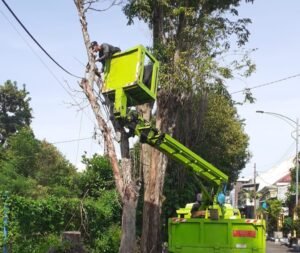 Antisipasi Cuaca Ekstrem, DLH Lumajang Pangkas Pohon di Area Publik