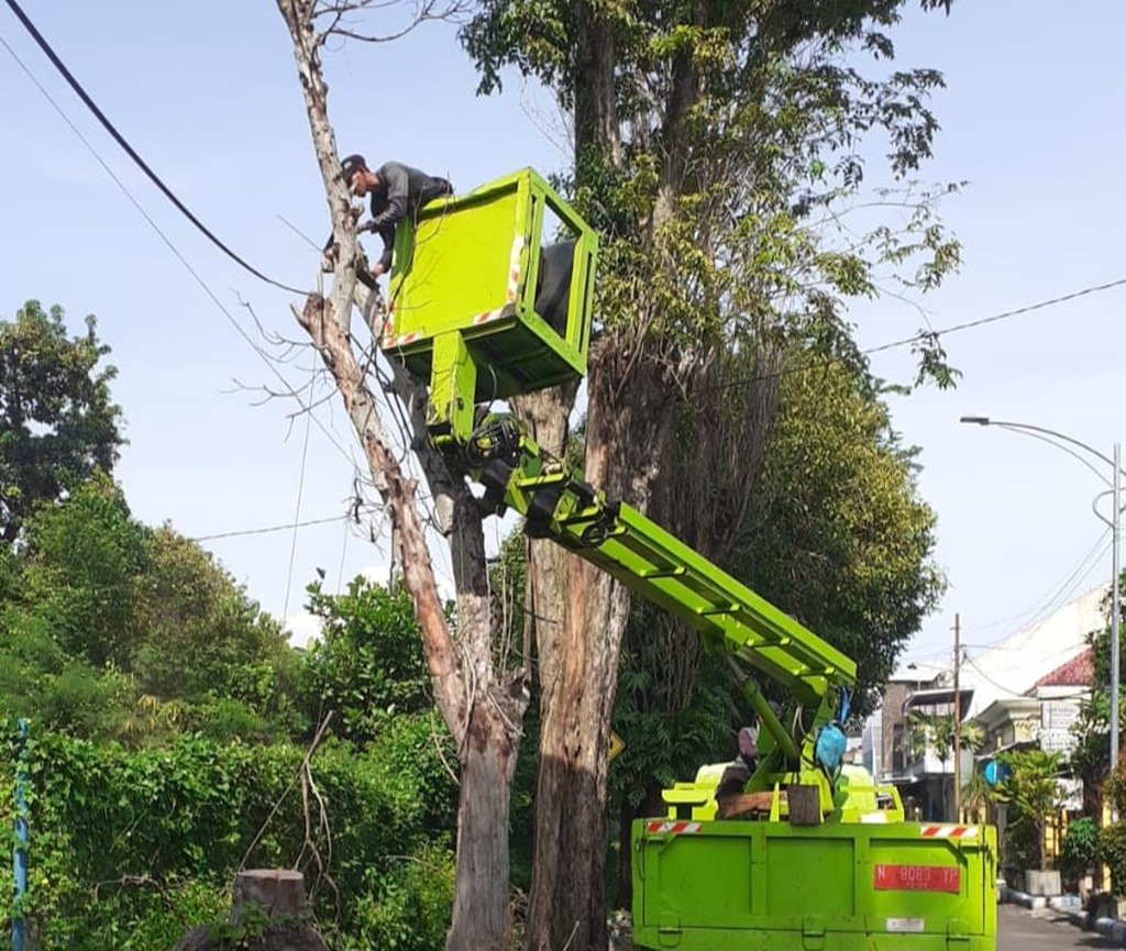 Antisipasi Cuaca Ekstrem, DLH Lumajang Pangkas Pohon di Area Publik