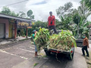 Pemkab Lumajang Selamatkan Ratusan Ternak dari Erupsi Semeru, Roda Ekonomi Warga Terus Berputar