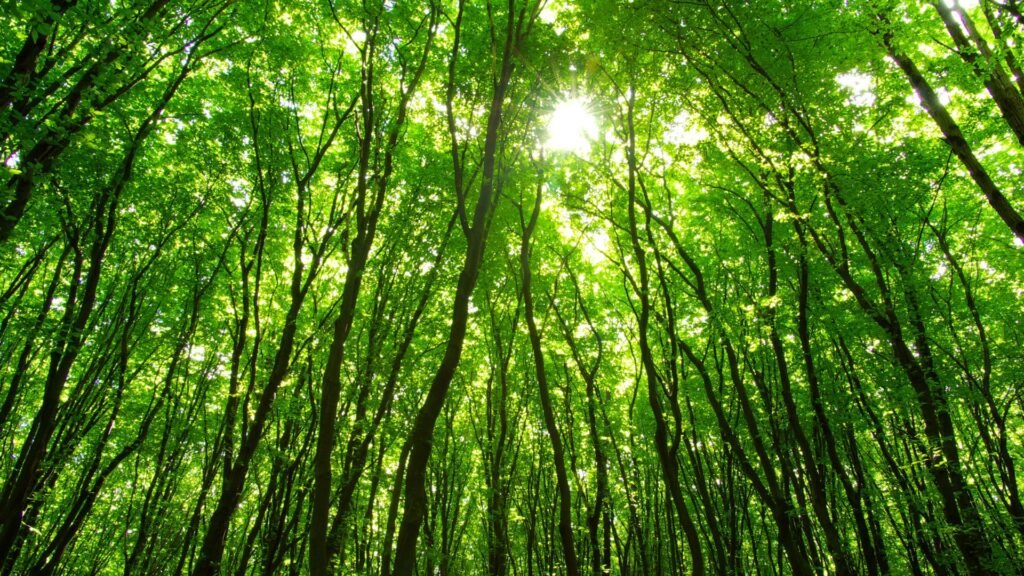 Apa Itu Deforestasi Hutan? Penyebab, Dampak, dan Cara Mengatasinya