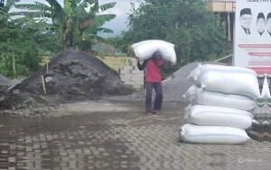 Petani Gembira, Harga Gabah di Kutorenon Tembus Rp7.500/Kg