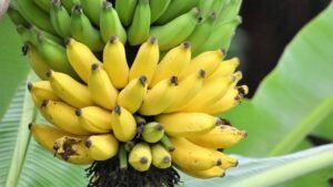 Pisang Mas Kirana: Apa Itu, Sejarahnya, Ciri Rasa, dan Fakta Penting dari Lumajang