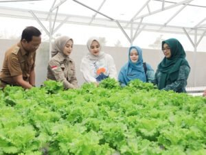 Panen Perdana Selada Hidroponik, BUMDes Tukum Perkuat Ekonomi dan Ketahanan Pangan Desa
