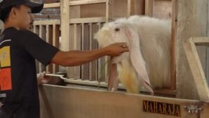 Mengenal Kambing Senduro, Kambing Unggulan Lumajang Penghasil Daging dan Susu