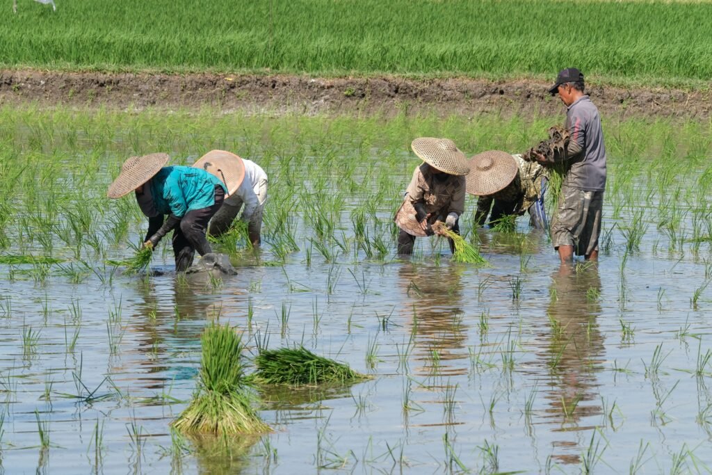 Memimpin di Tengah Badai: Model Kepemimpinan Pertanian Indonesia di Era Penuh Ketidakpastian