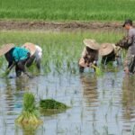 Memimpin di Tengah Badai: Model Kepemimpinan Pertanian Indonesia di Era Penuh Ketidakpastian