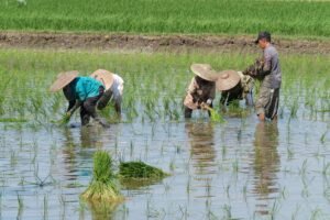 Memimpin di Tengah Badai: Model Kepemimpinan Pertanian Indonesia di Era Penuh Ketidakpastian