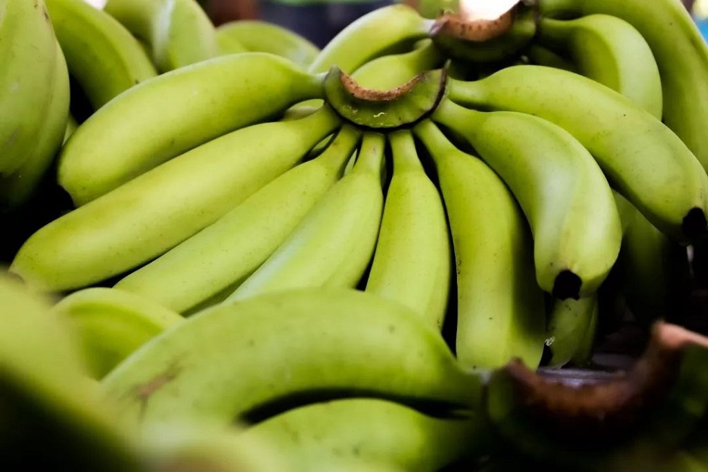 Masa Panen Singkat 8–11 Bulan, HKTI Lumajang Dorong Petani Optimalkan Budidaya Pisang Cavendish
