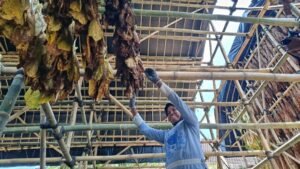 DKPP Lumajang Alokasikan Rp5,54 Miliar DBHCHT 2026 untuk Pupuk dan Mesin Rajang Tembakau