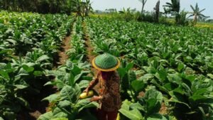 Panen Tembakau Lumajang Melimpah, Harga Tembakau Kasturi Tembus Rp60 Ribu per Kilogram