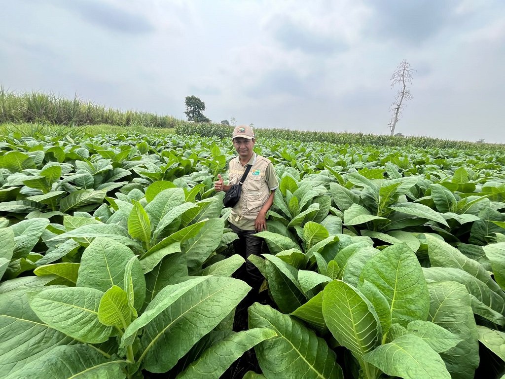 Petani Tembakau Lumajang Olah Limbah Organik Jadi Pupuk Cair, Berpotensi Tekan Biaya Budidaya